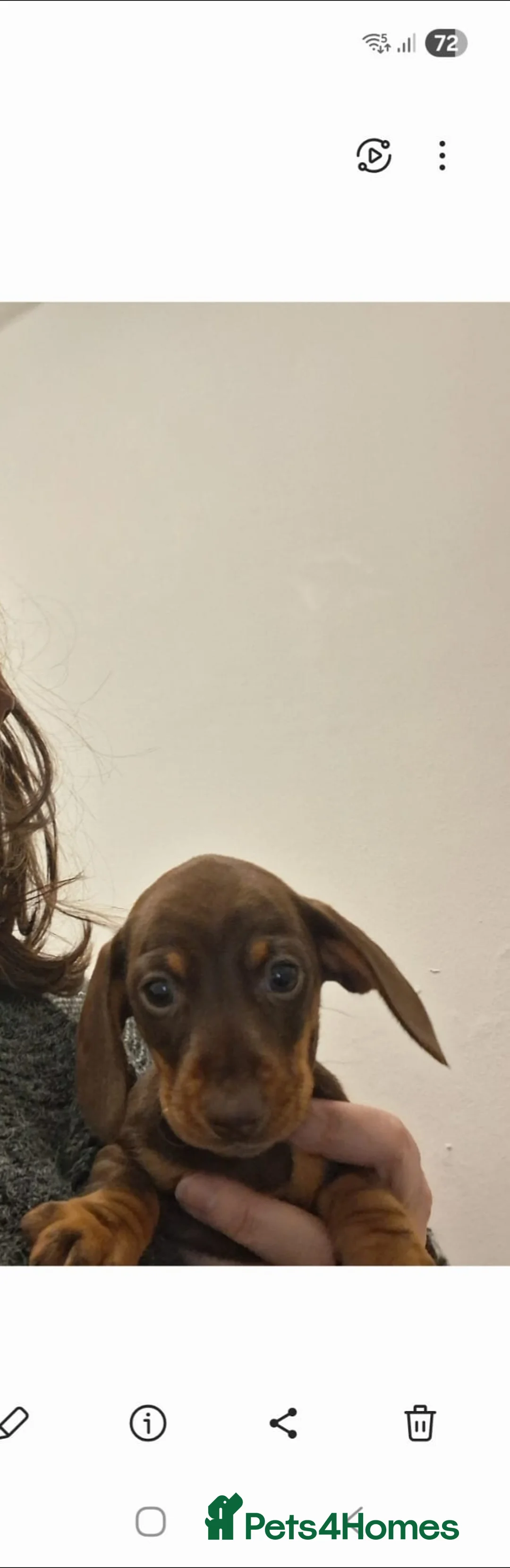 Miniature Dachshund dogs for sale: Miniature dachshund  - Advert 3