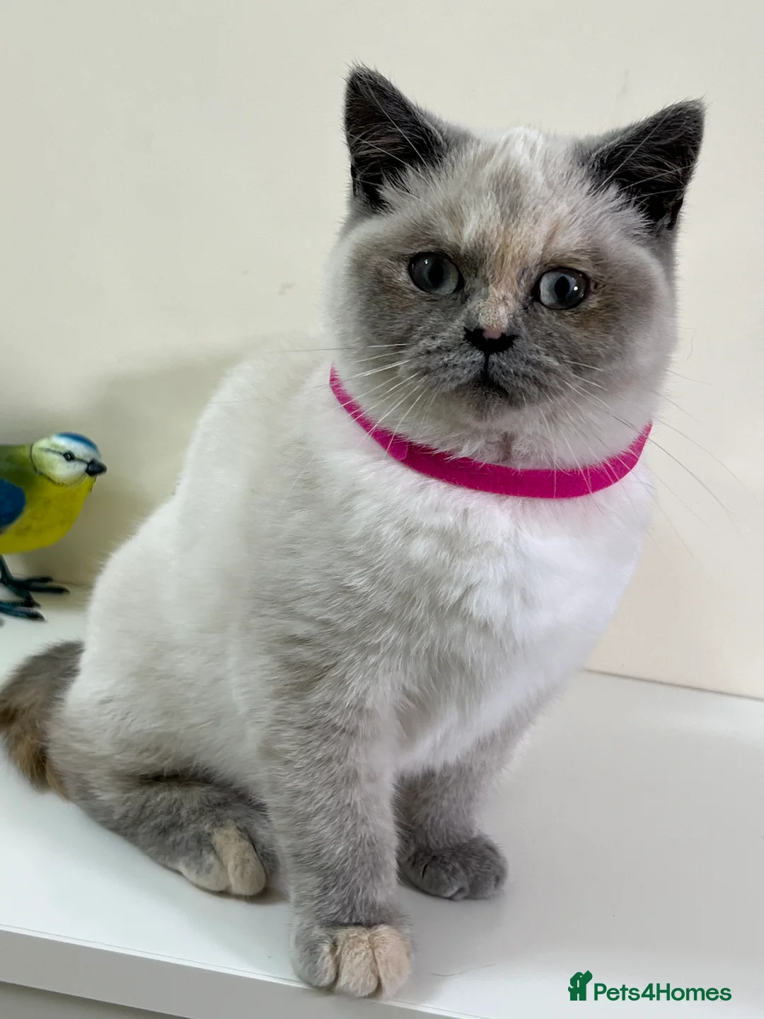 British Shorthair cats for sale: British Longhair & British Shorthair. - Advert 9