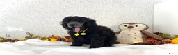 Miniature Poodle dogs for sale: 🌟RARE Silver Miniature Poodle Puppies DNA CLEAR🌟 - Advert 6