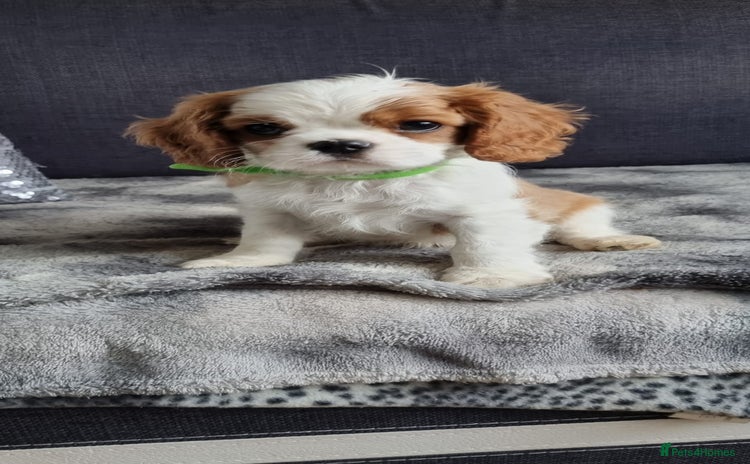 Cavalier King Charles Spaniel dogs - Advert 1