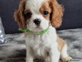 Cavalier King Charles Spaniel dogs - Advert 14