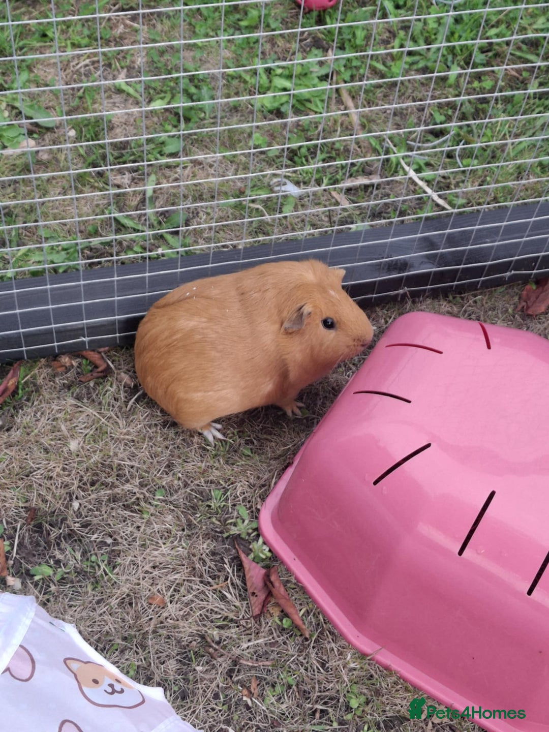 Guinea Pig rodents for sale: 3 Female Guinea Pigs- plus Hutch and extras - Image 4