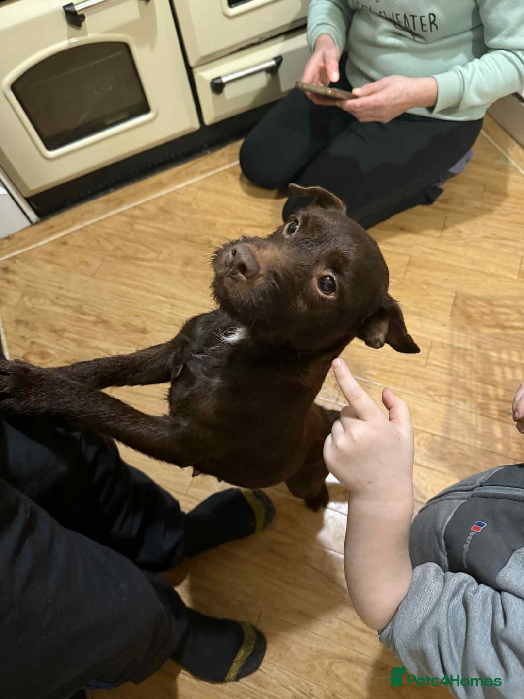 Patterdale Terrier dogs for sale: READY NOW!!..Patterdale Terrier Puppies  - Advert 4