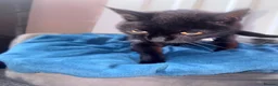 Domestic Shorthair cats for sale: Coco  in Wallasey - Advert 1