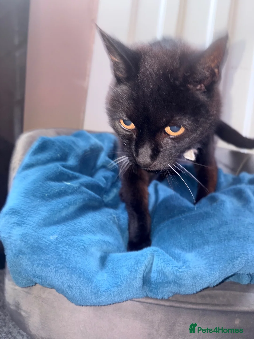Domestic Shorthair cats for sale: Coco  in Wallasey - Advert 1