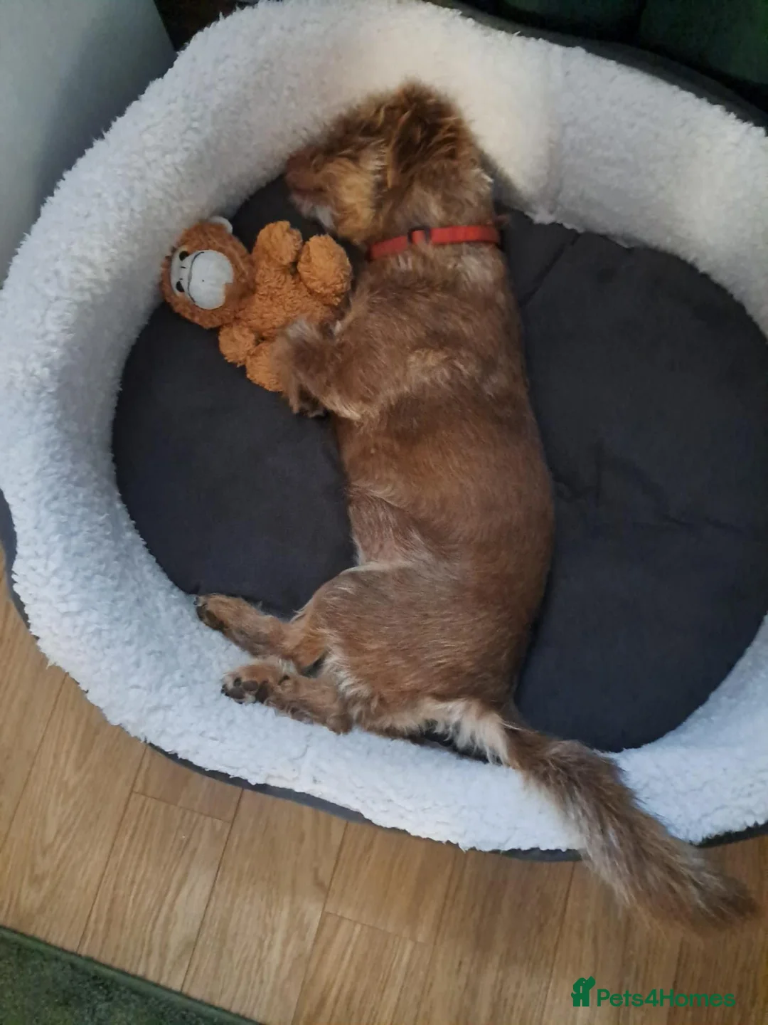 Mixed Breed dogs for adoption: MICA - a tiny survivor looking for a Loving Home - Advert 1