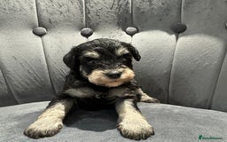 Mixed Breed dogs for sale: Very rare Schnoodle puppies  - Image 5