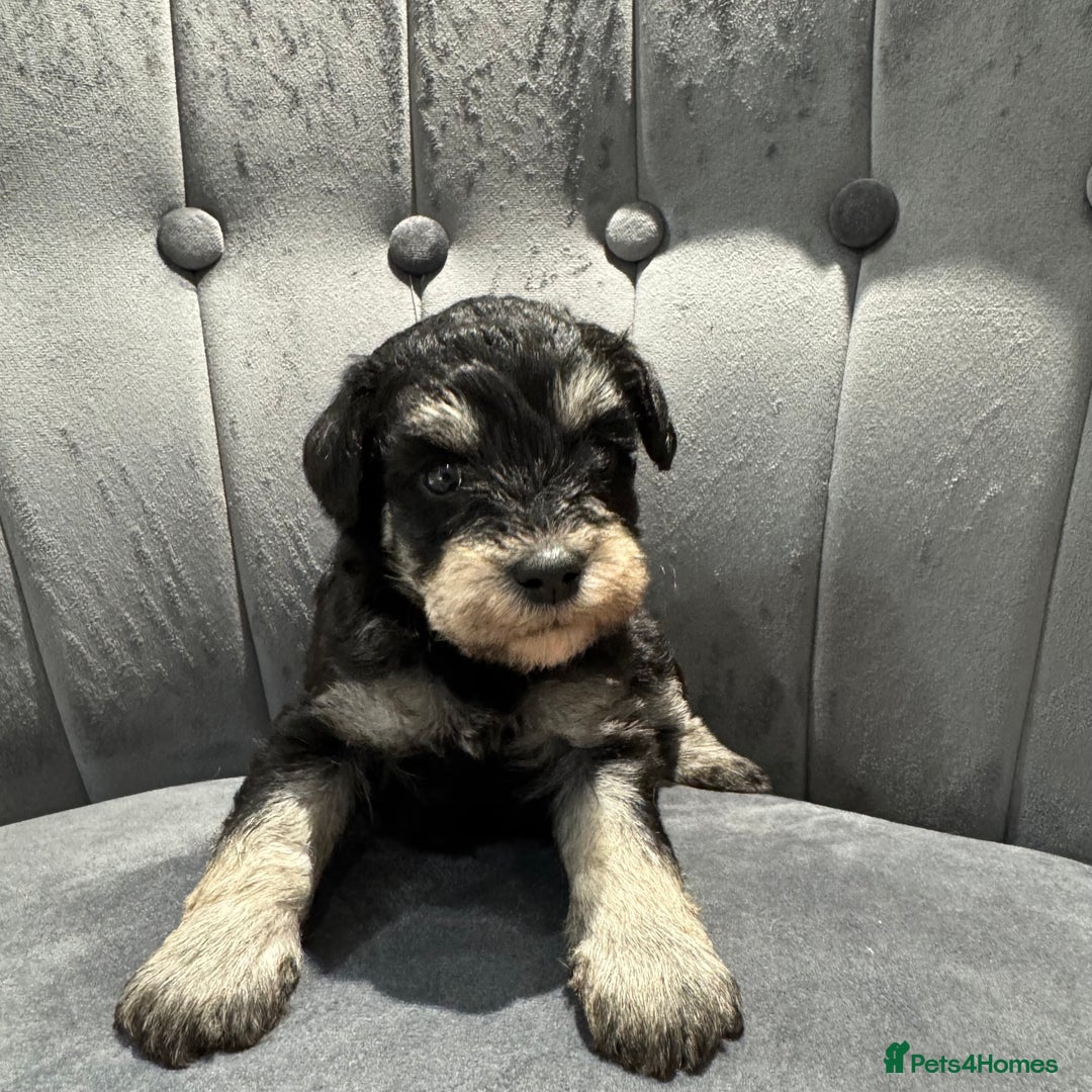 Mixed Breed dogs for sale: Very rare Schnoodle puppies  - Image 5