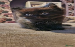 Persian cats for sale: Persian  - Image 2