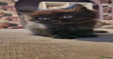Persian cats - Advert 2