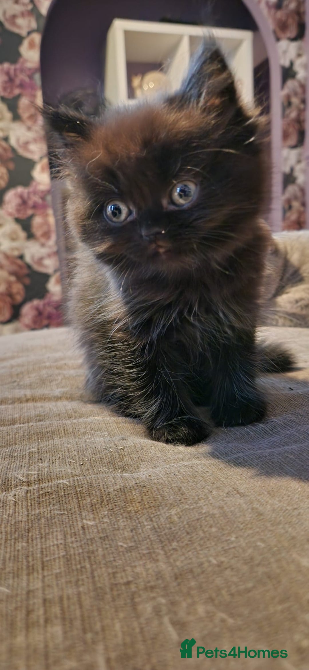 Persian cats for sale: Persian  - Image 2