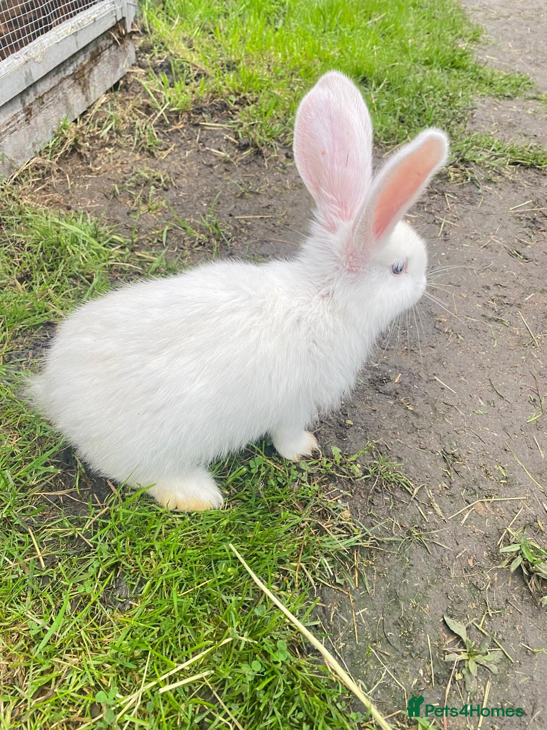 Continental Giant rabbits for sale: Continental Giant Baby Rabbits Ready to go - Image 7