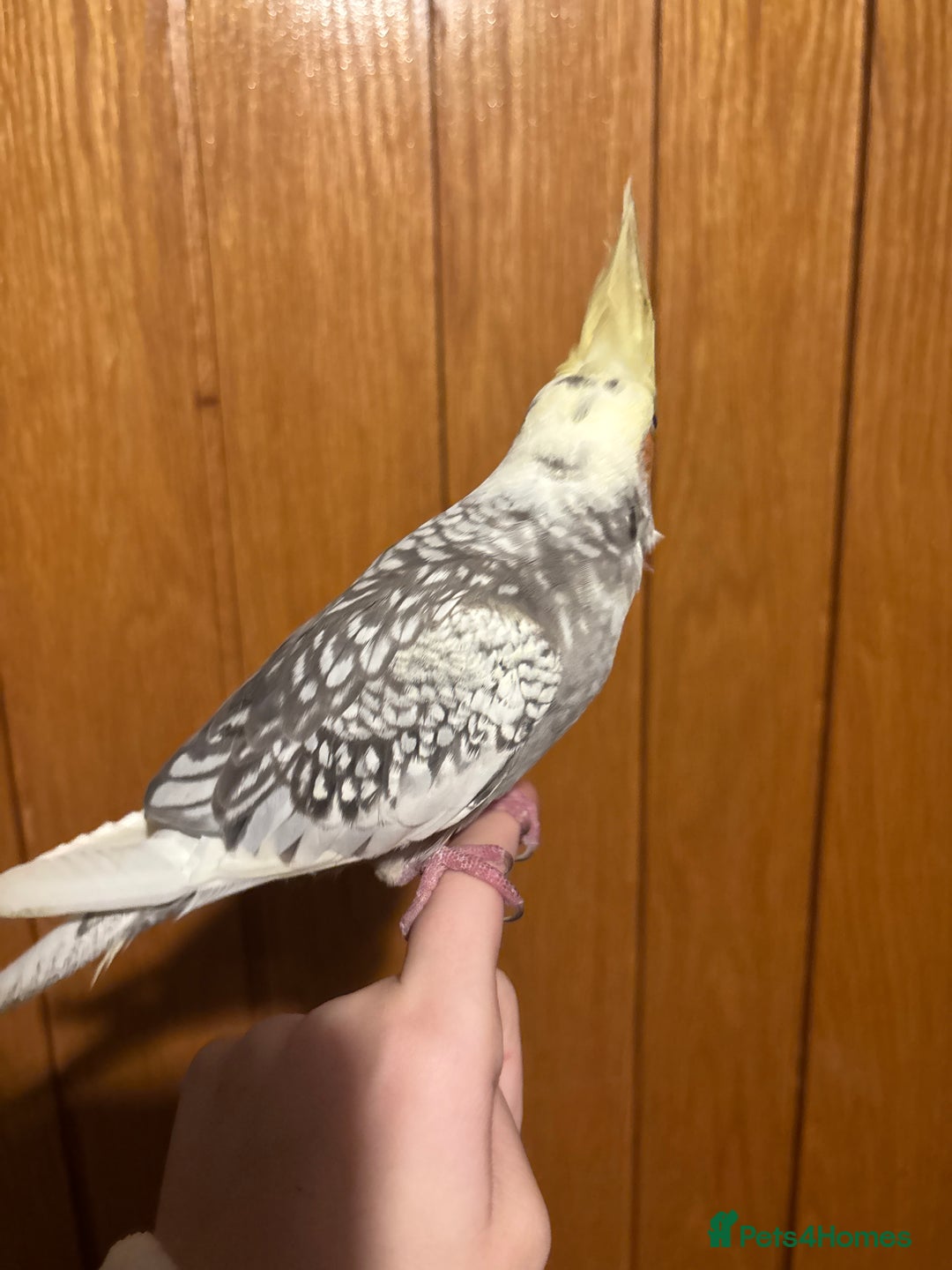 Cockatiels birds for sale: beautiful tame cockatiel for sale  - Advert 3