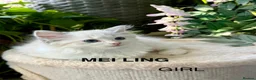 Ragdoll cats for sale: F1 100 % PURE FIFE REGISTRATION RAGDOLL KITTENS - Advert 21