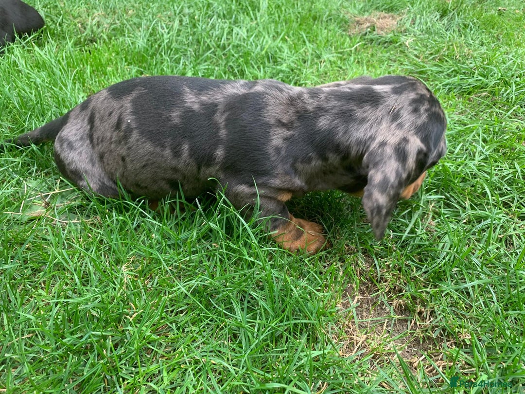 Miniature Dachshund dogs for sale: Dachshund puppies ready now - Image 2