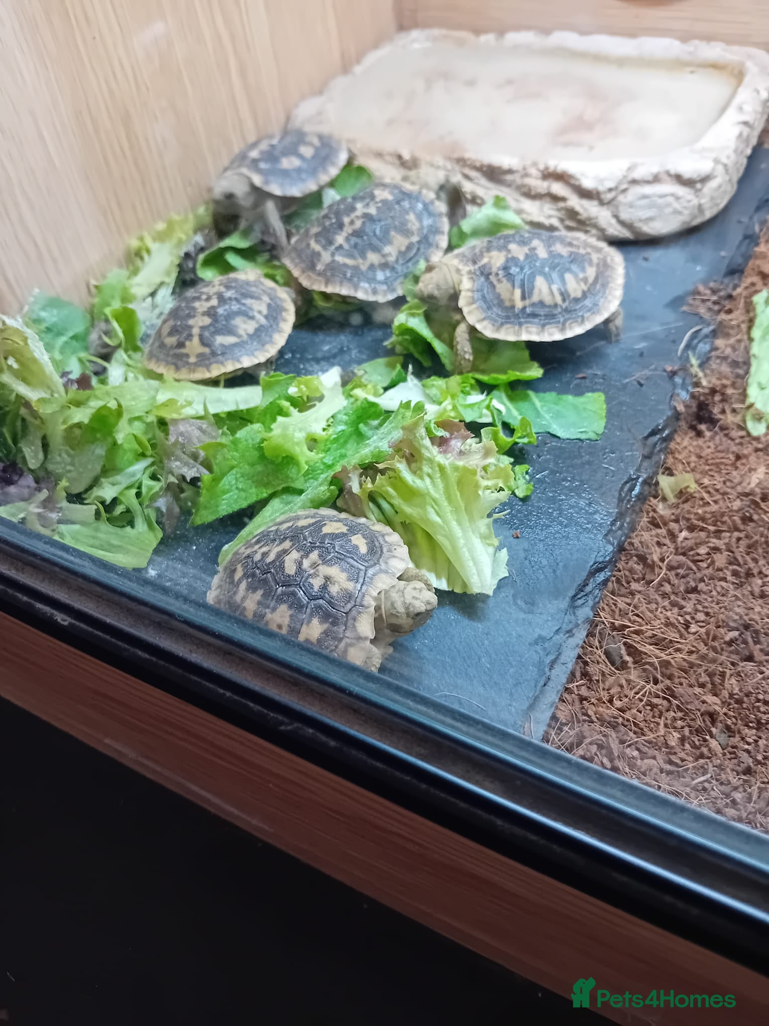 Tortoise reptiles Baby pancake tortoises - Advert 9