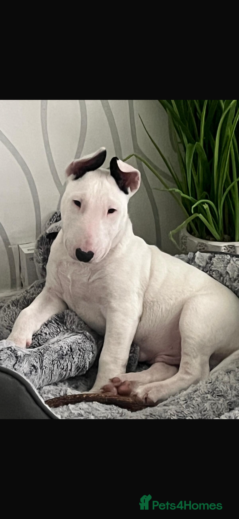 English Bull Terrier dogs English bullterrier make puppy - Advert 1