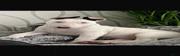 English Bull Terrier dogs for sale: English bullterrier make puppy in Kilbirnie - Advert 1