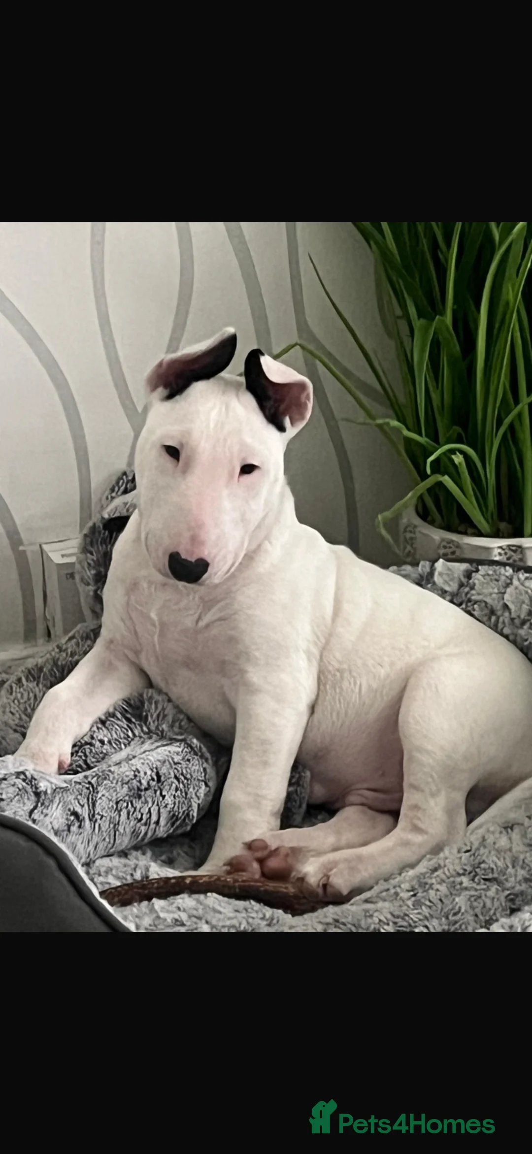 English Bull Terrier dogs for sale: English bullterrier make puppy in Kilbirnie - Advert 1