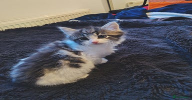 Mixed Breed cats - Advert 14