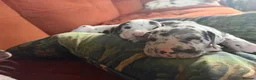Great Dane dogs for sale: Great Dane puppies for sale  in Wakefield - Advert 13
