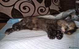 Mixed Breed cats for sale: 4 Beautiful kittens ready for loving home  ♥️ - Image 19