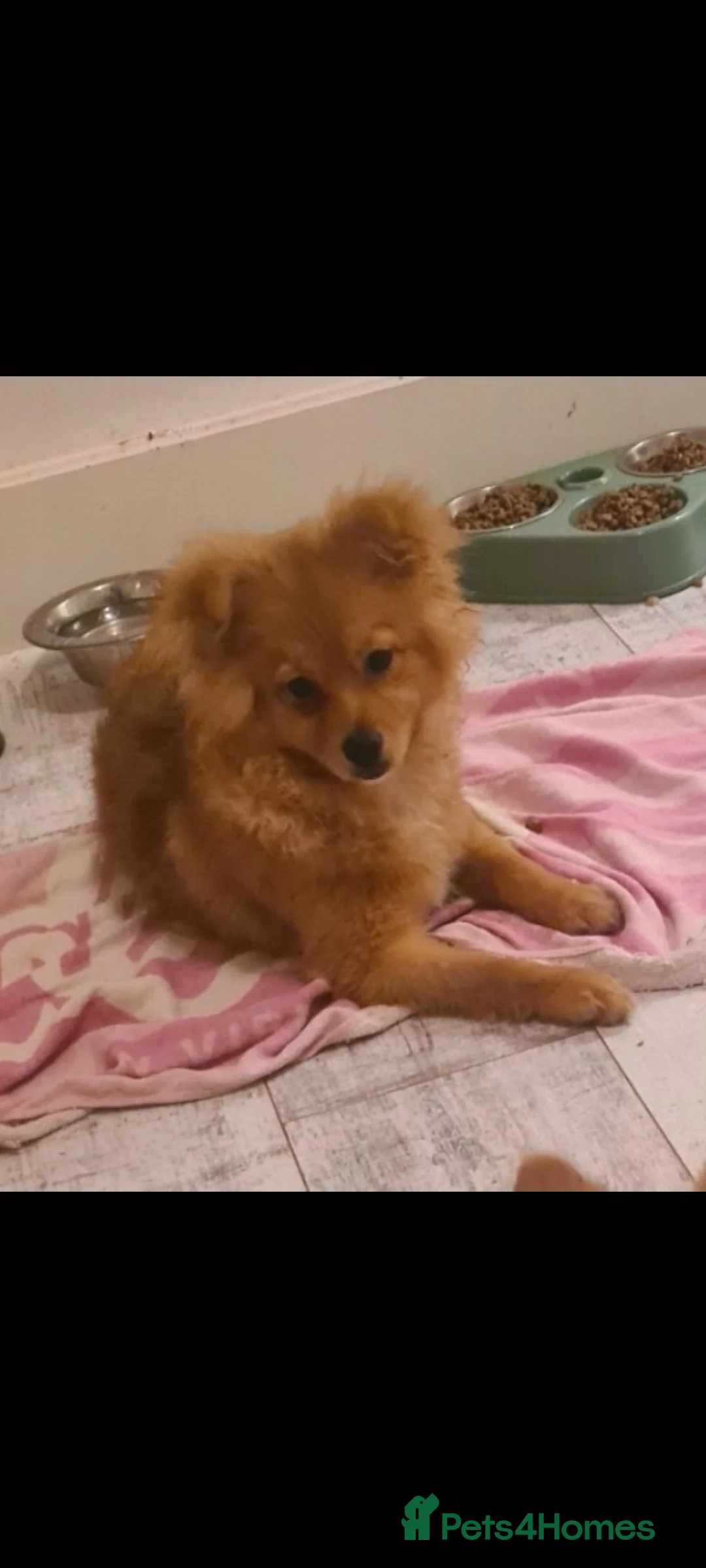 Pomeranian dogs for sale: 3 boys and 2 girls - Advert 15