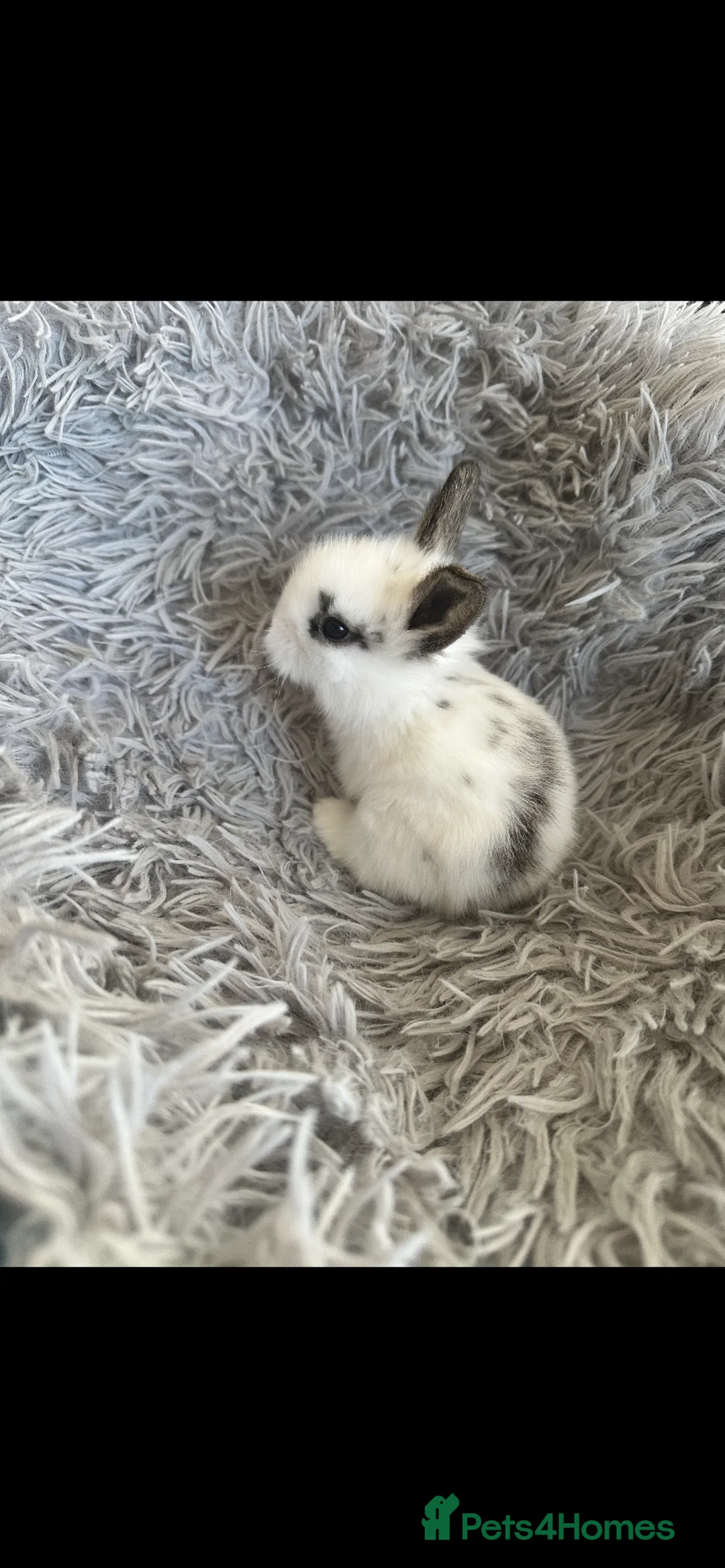 Lionhead rabbits for sale: Adorable Lionhead rabbits looking for Loving Homes in Bedford - Advert 3