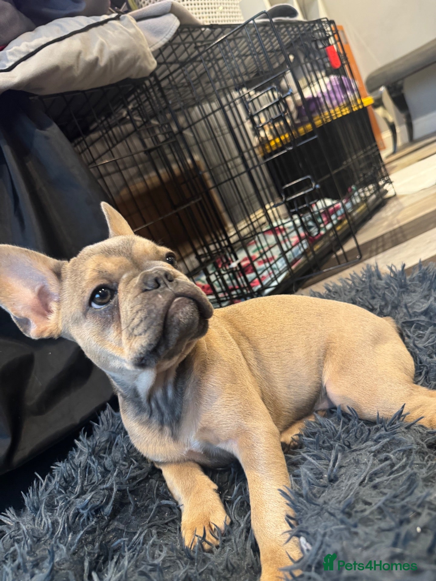 French Bulldog dogs 🐾 Last beautiful girl left 🐾 - Advert 2