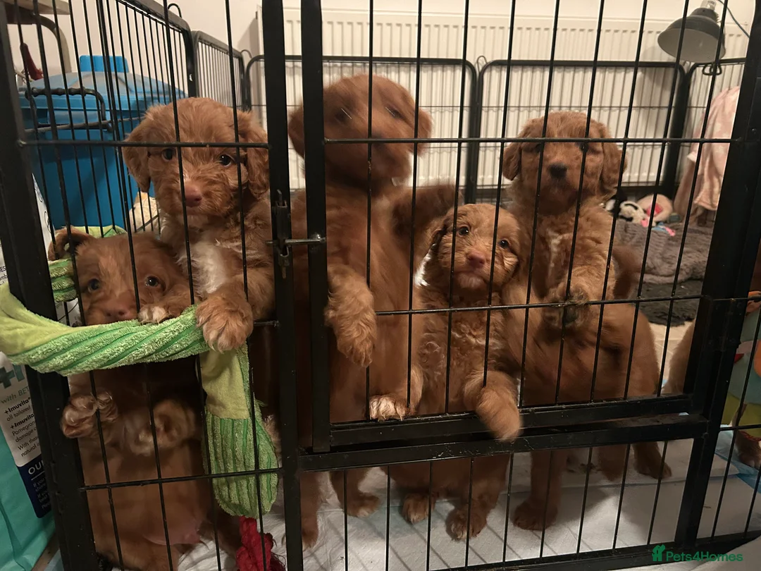 Mixed Breed dogs for sale: Red doodles - Advert 3