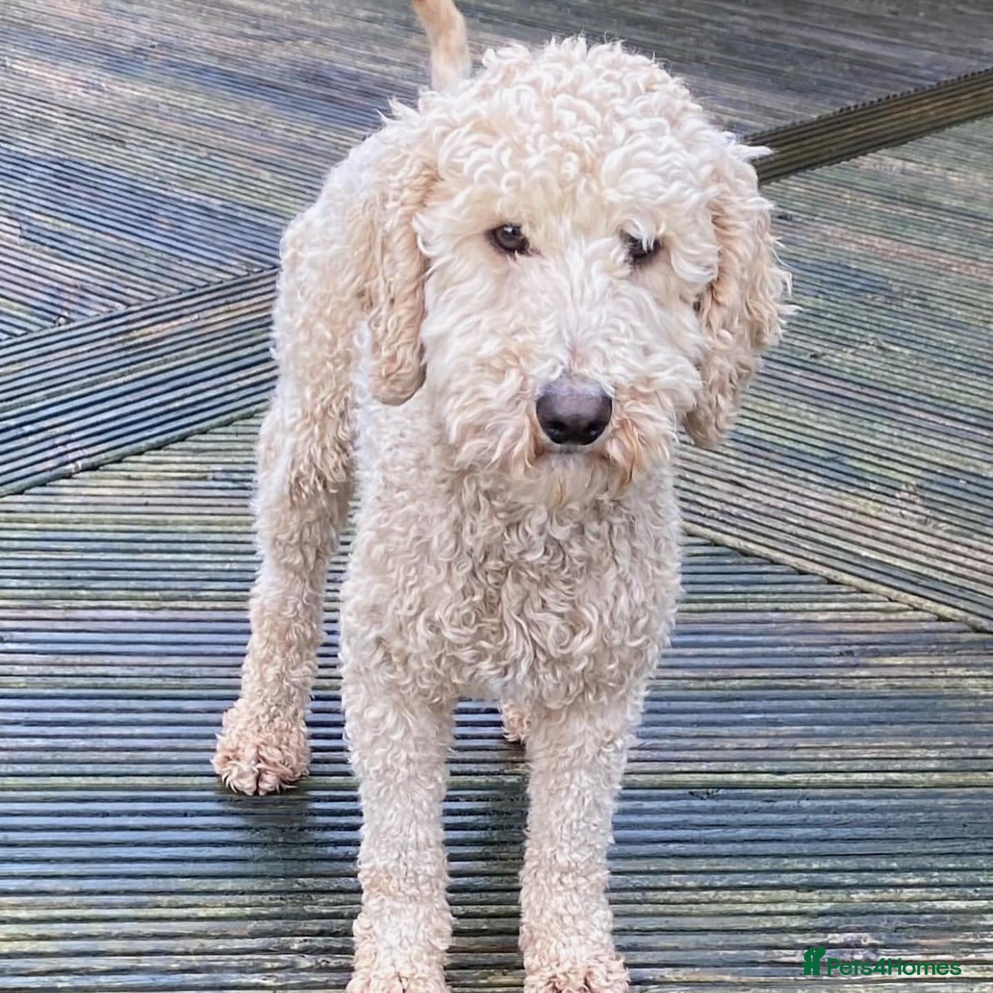 Mini Goldendoodle dogs F1 miniature Goldendoodle puppies. - Advert 2