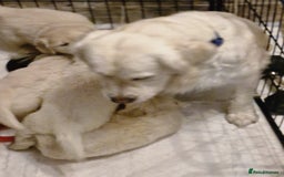 Golden Retriever dogs for sale: Golden retriever puppies  - Image 7
