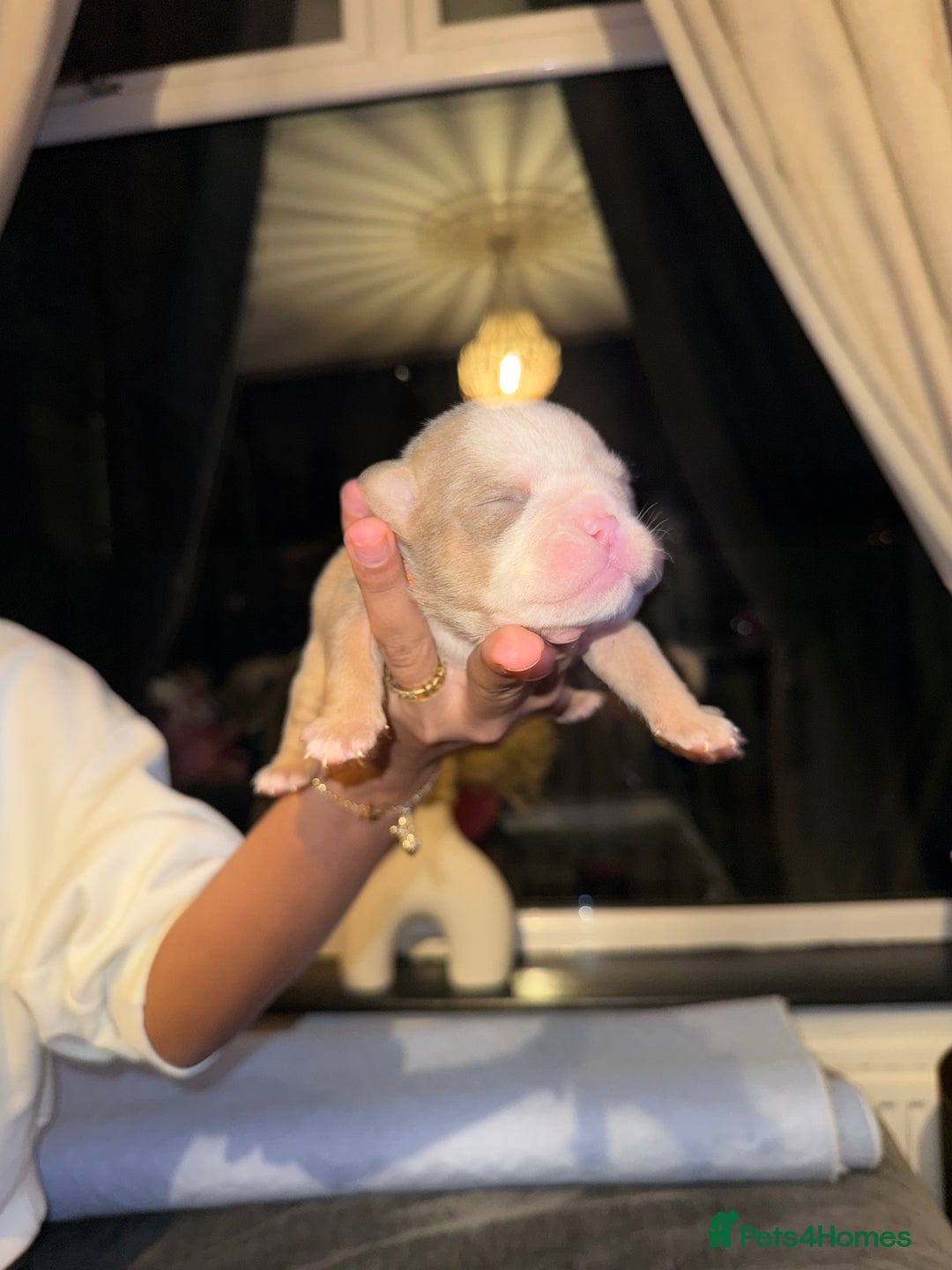 English Bulldog dogs for sale: English lilac bulldogs  - Advert 13