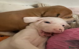 Mixed Breed dogs for sale: adorable Lurcher puppies - Image 15