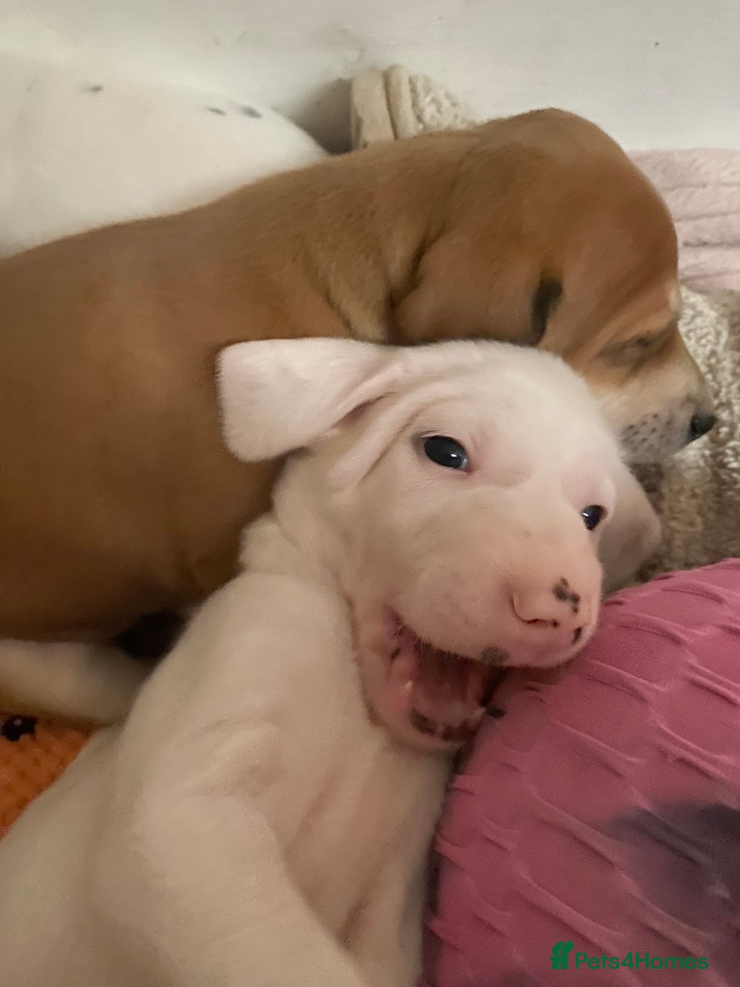 Mixed Breed dogs for sale: adorable Lurcher puppies - Image 15