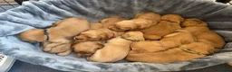 Golden Retriever dogs for sale: KC Registered Dark Red Golden Retriever Puppies - Advert 3