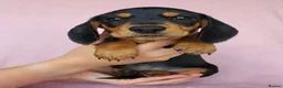 Miniature Dachshund dogs for sale: Affectionate Smooth Coat Miniature Dachshunds. - Advert 3