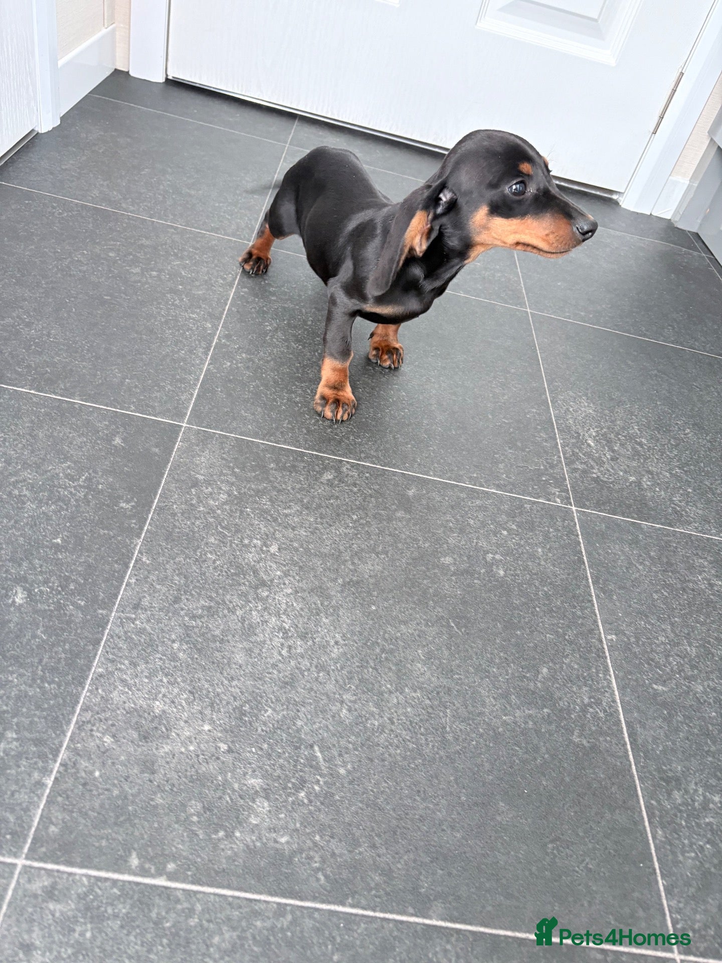 Miniature Dachshund dogs Last Beautiful girl - Advert 2