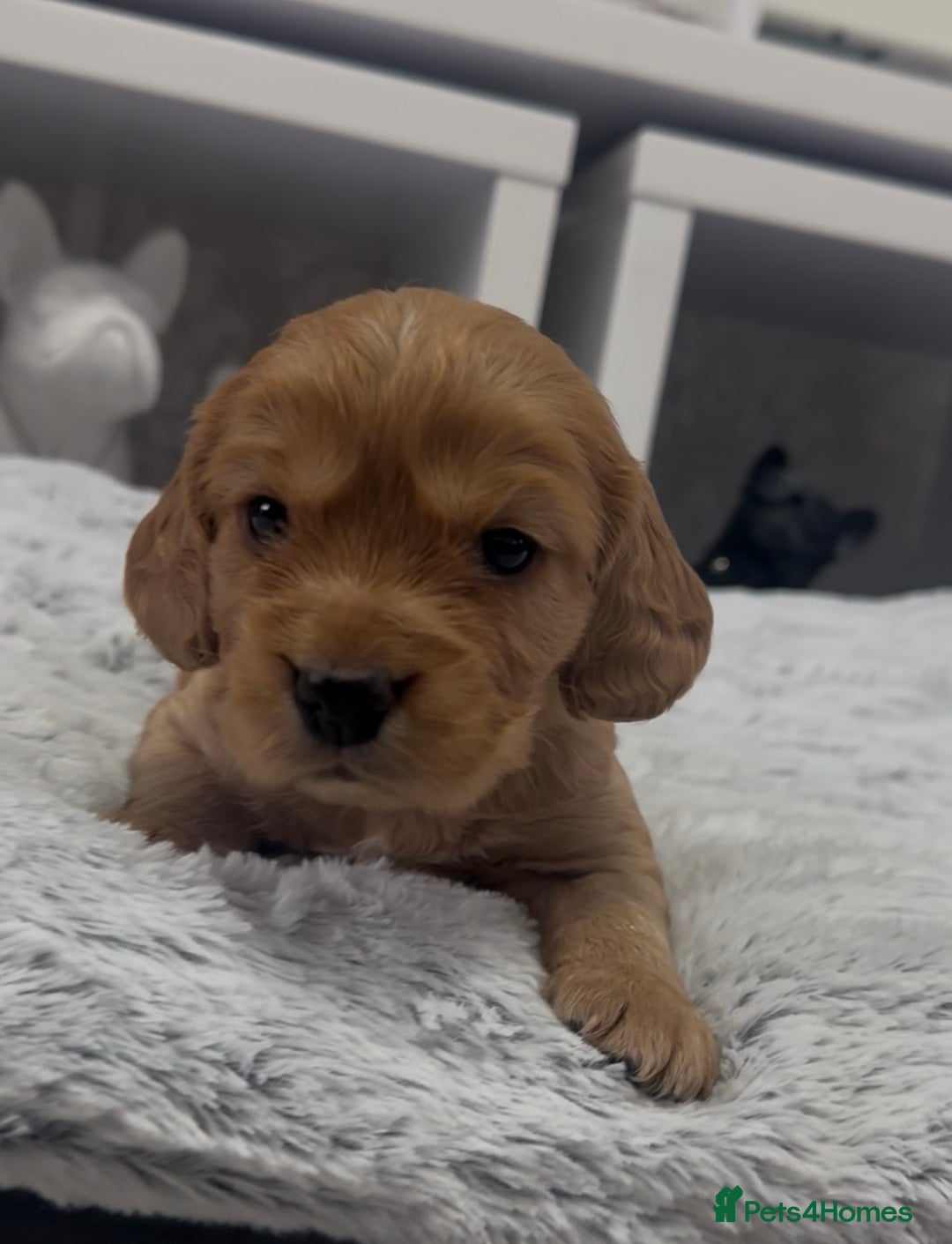Cocker Spaniel dogs for sale: Cocker spaniel pups - Advert 7
