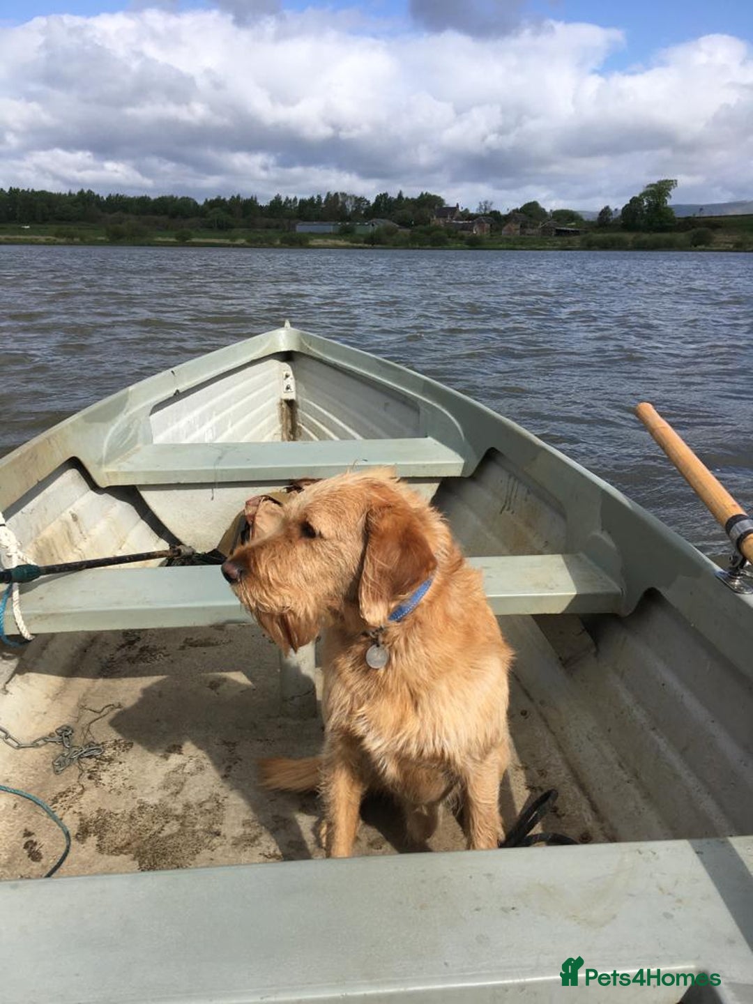 Labradoodle dogs for stud: Clyde-F1 Labradoodle  - Image 12