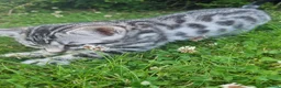 Bengal cats for sale: Male bengal cross kitten - Advert 2