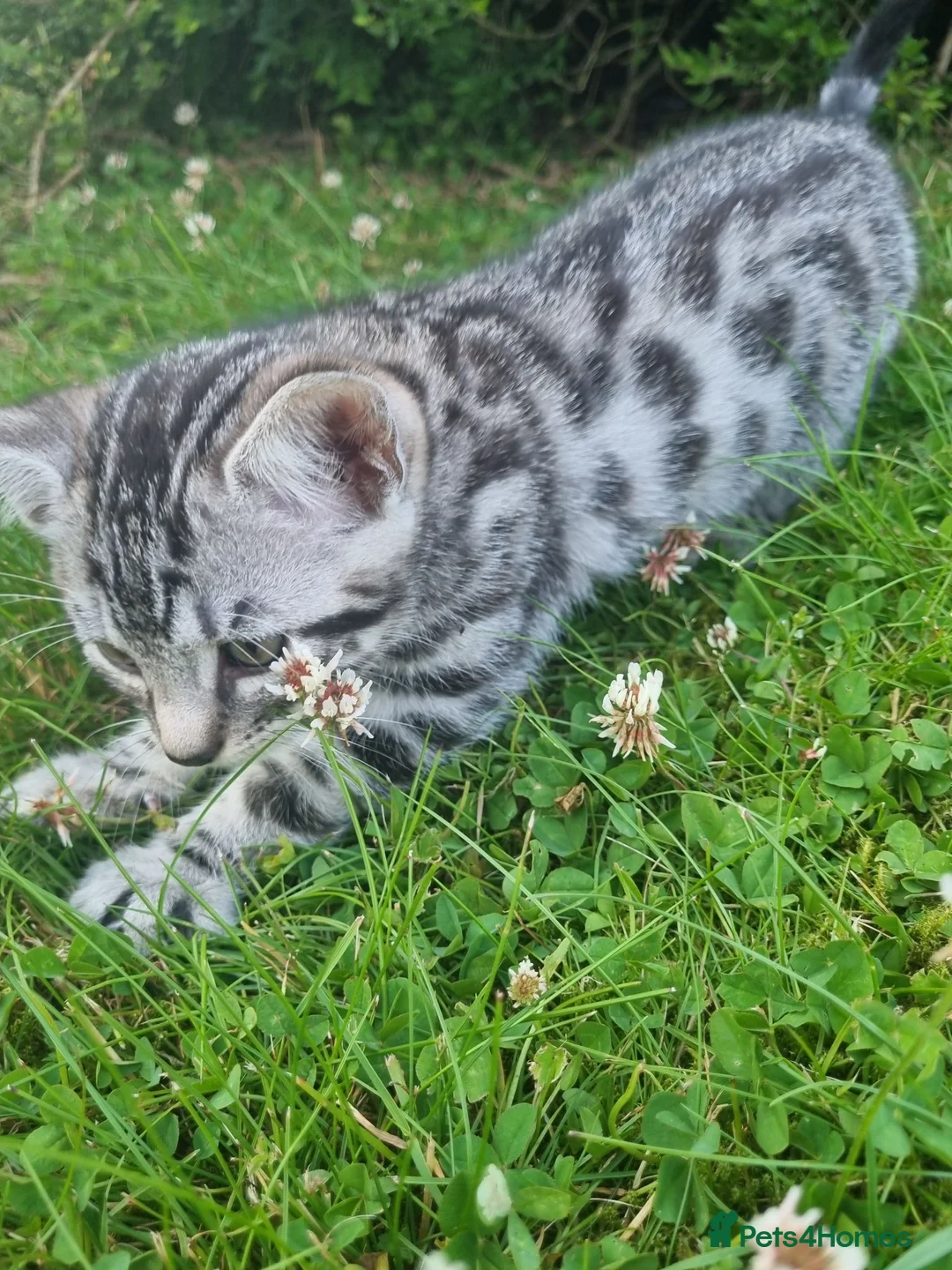 Bengal cats for sale: Male bengal cross kitten - Advert 2