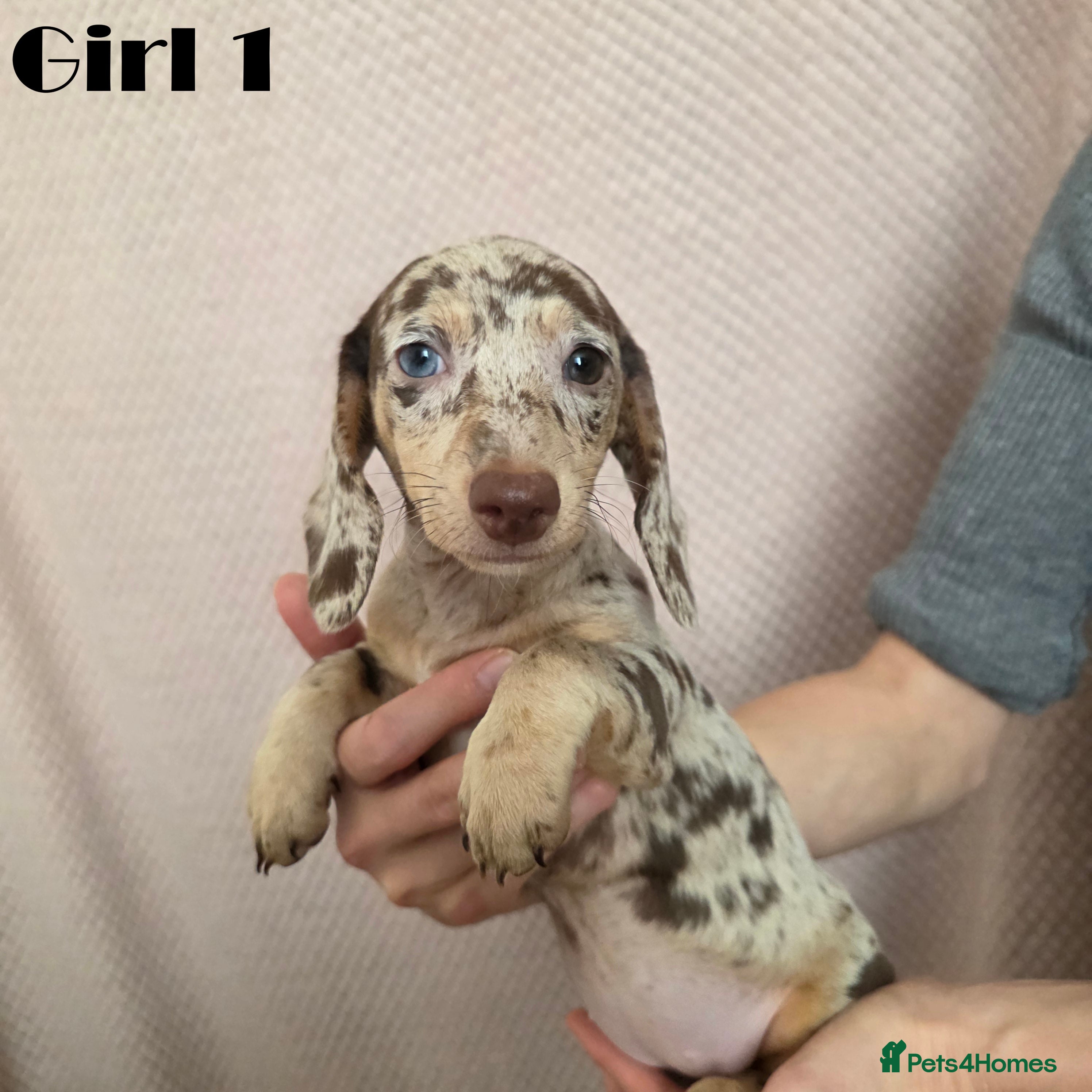 Miniature Dachshund dogs Dachshund pups - Advert 16