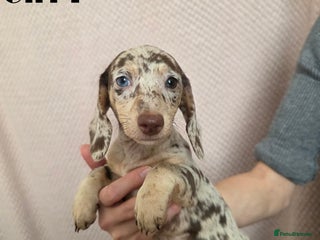 Miniature Dachshund dogs Dachshund pups - Advert 16