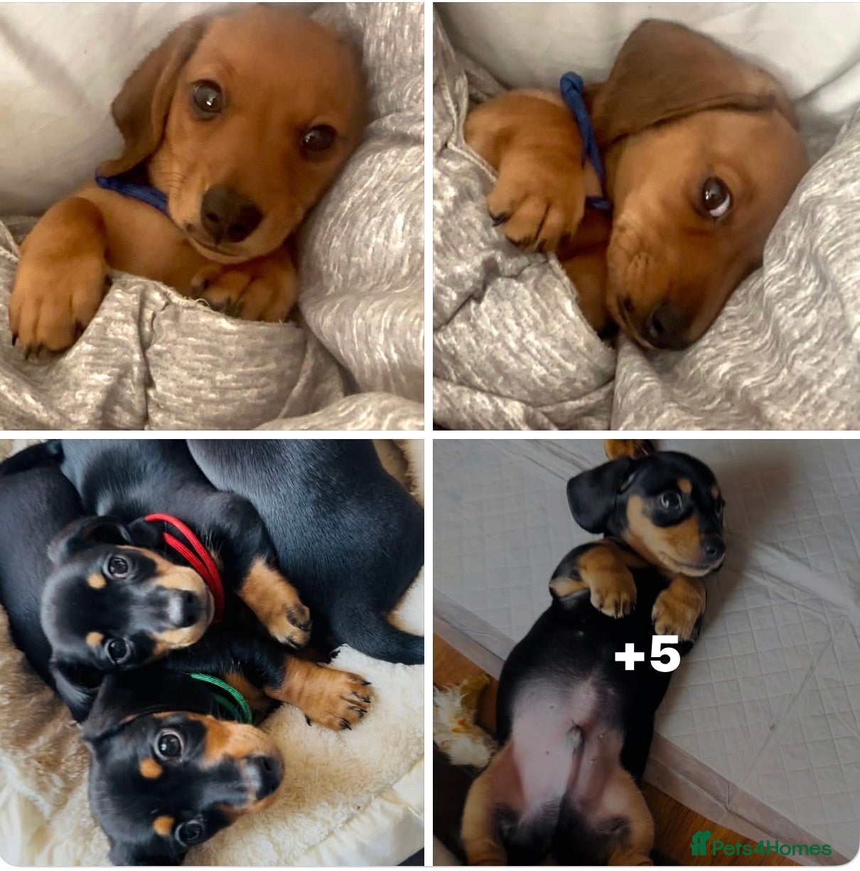 Miniature Dachshund dogs READY NOW✅ PASSED ALL HEALTH TEST 5 stars 🌟 ✅ - Advert 3