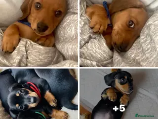 Miniature Dachshund dogs READY NOW✅ PASSED ALL HEALTH TEST 5 stars 🌟 ✅ - Advert 3