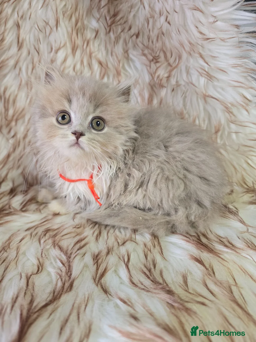 British Shorthair cats for sale: Ready now 2x Kittens Avaliable  - Advert 19