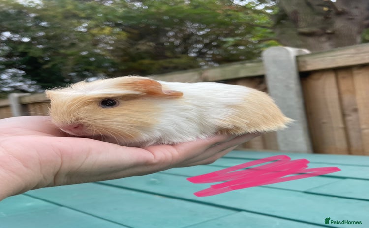 Guinea Pig rodents - Advert 8