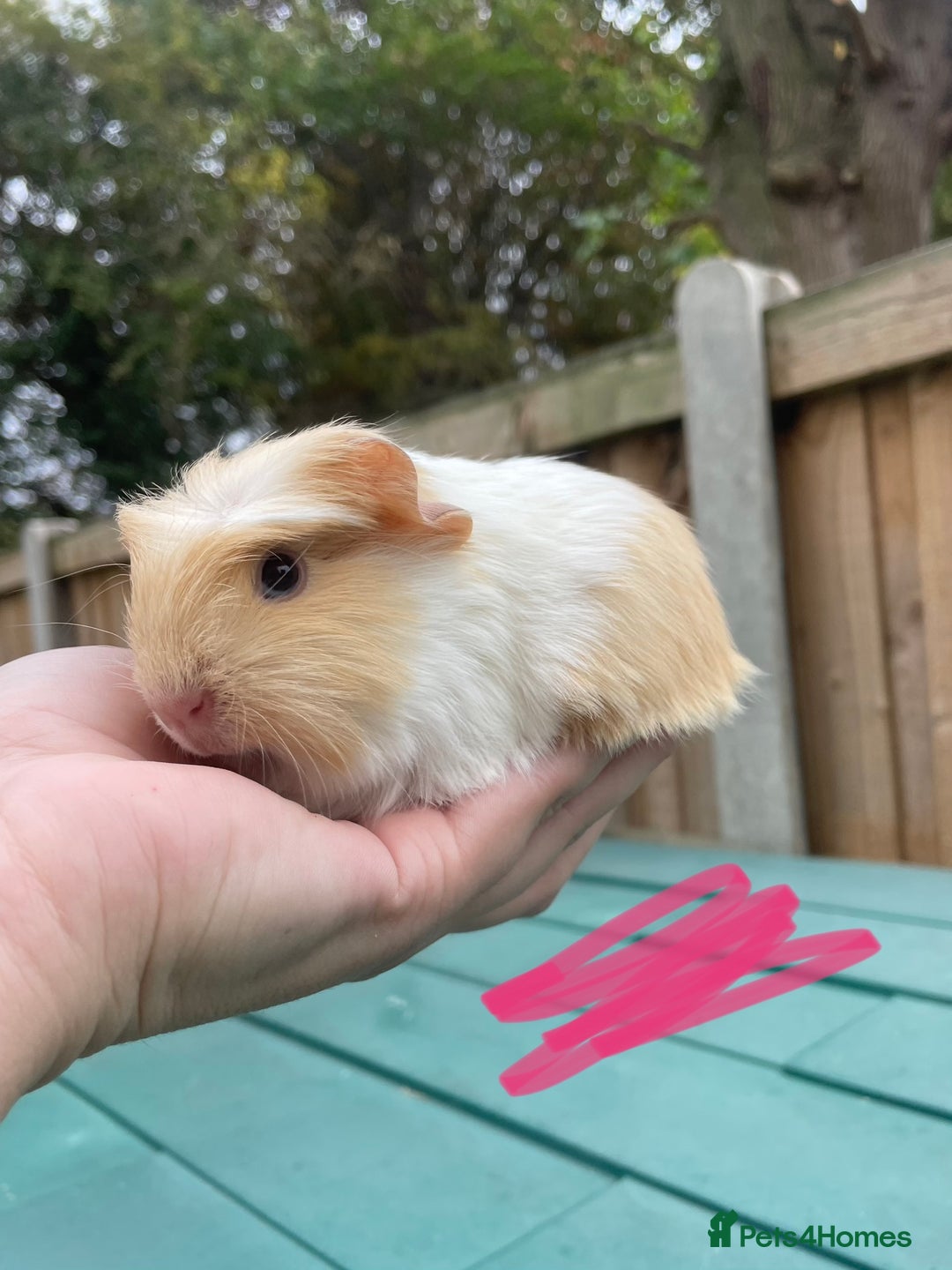 Guinea Pig rodents for sale: Litter of baby guinea pigs for sale  - Image 1