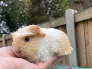 Guinea Pig rodents - Advert 24